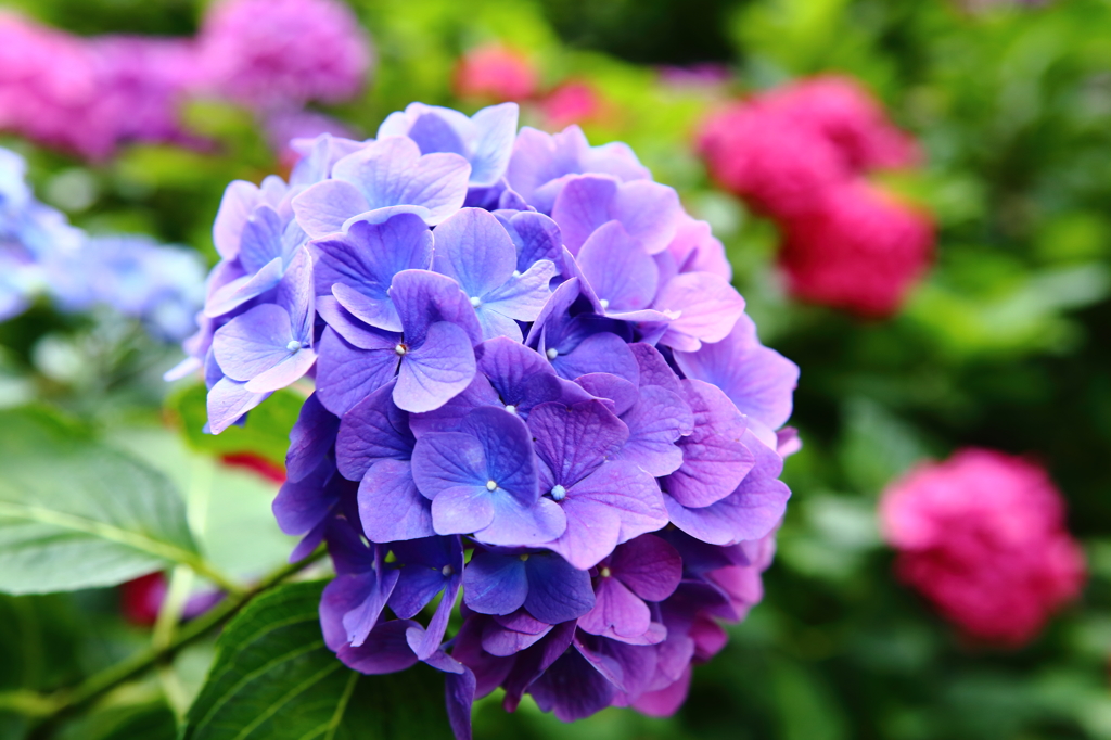 紫陽花「ほほをそめて」