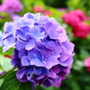 紫陽花「ほほをそめて」