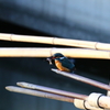 カワセミ探して③