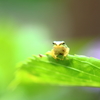 紫陽花「アマガエル」