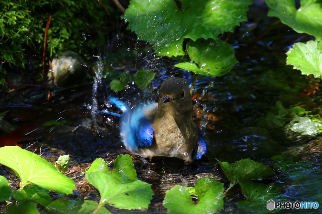 オオルリ幼鳥水遊び　羽を洗って・・