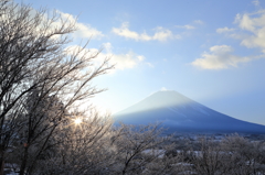 樹氷越しの・・・