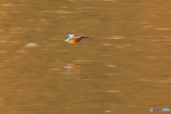 ついでにカワセミ