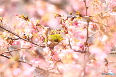 サクジロー春爛漫