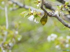 今さらジロー（山桜）