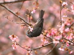 ヒヨザクラ