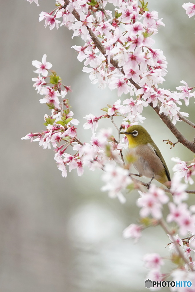 今さらジロー（富士桜）