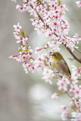 今さらジロー（富士桜）