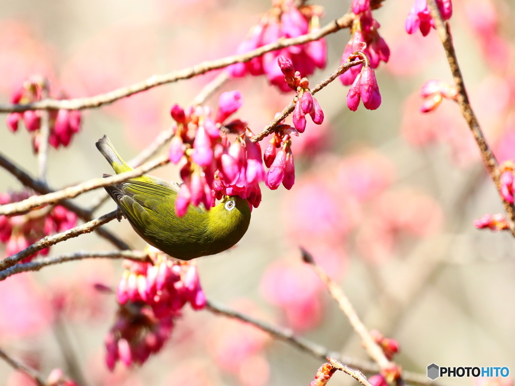 こっちの蜜は甘いぞ！
