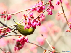 こっちの蜜は甘いぞ！