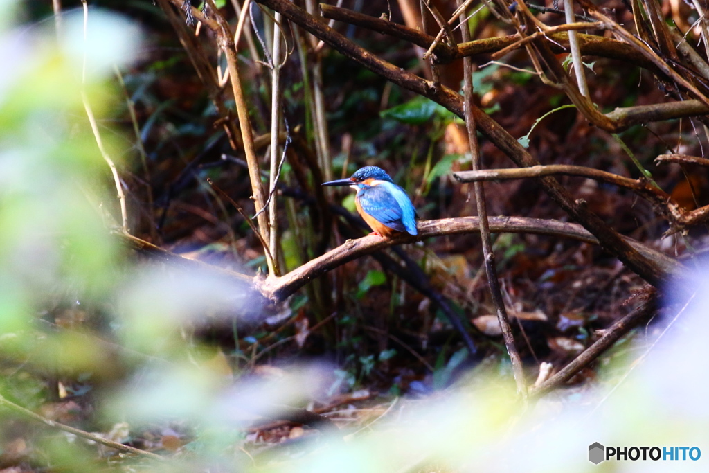 野鳥を探して（カワセミ）