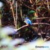 野鳥を探して（カワセミ）