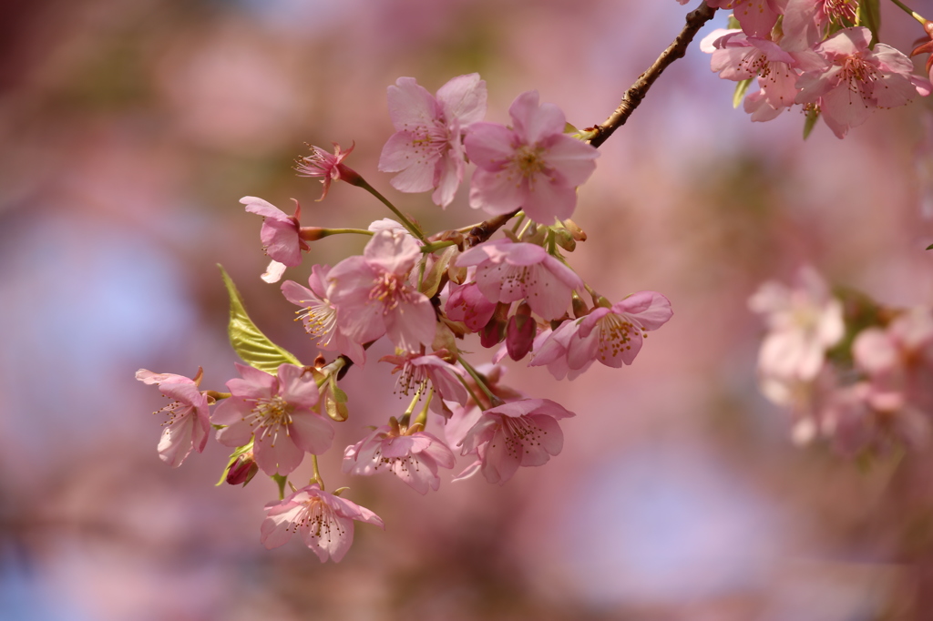 神奈川県松田山の桜