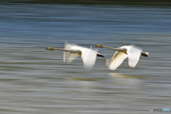 白鳥流し撮り