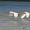 白鳥流し撮り