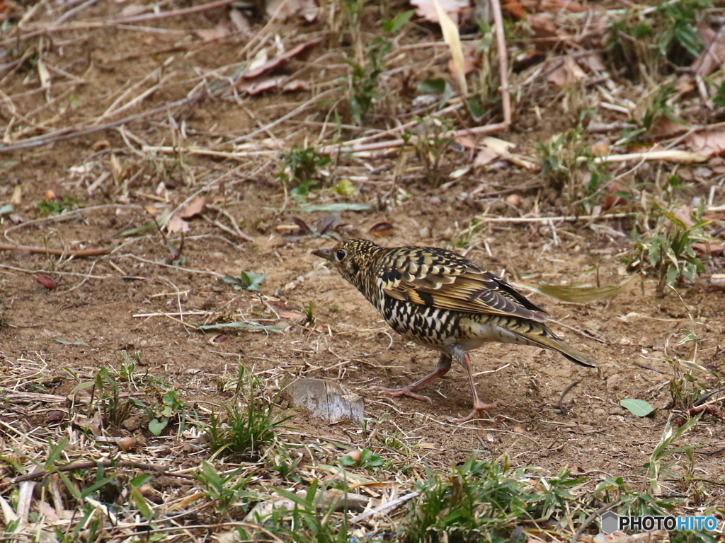 トラツグミの歩行