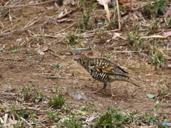 トラツグミの歩行