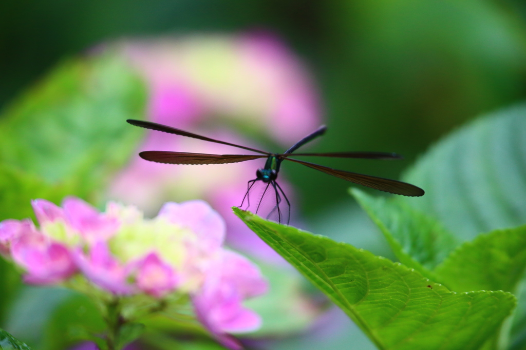 羽黒トンボと紫陽花５
