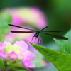 羽黒トンボと紫陽花５