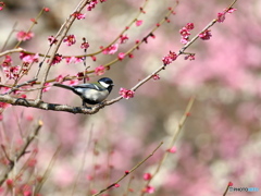 梅とシジュウカラ