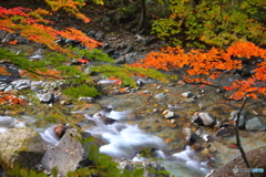 紅葉越しの