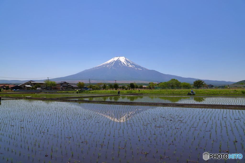 水田に写る