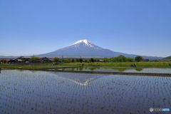 水田に写る