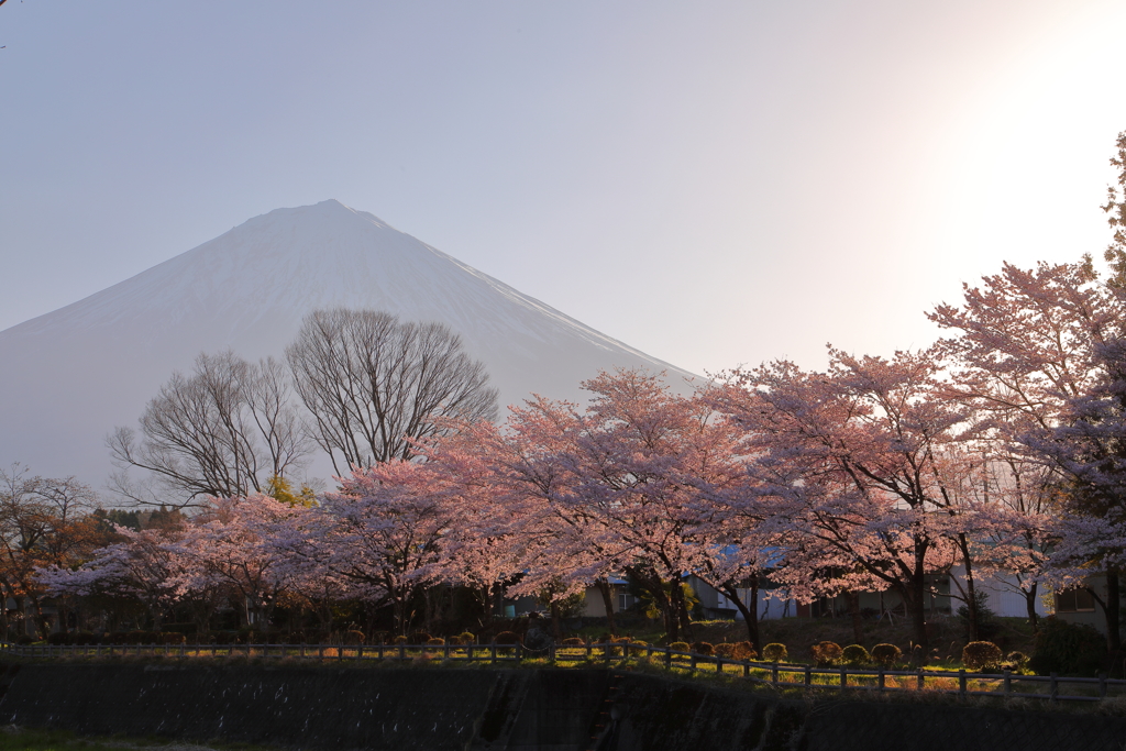 桜並木