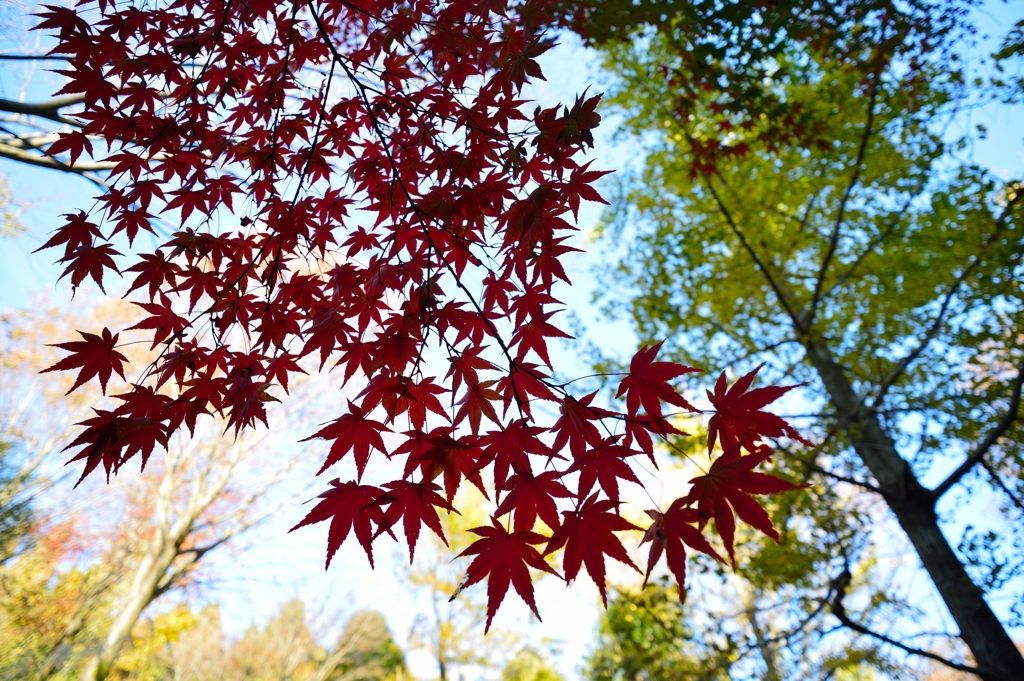 紅葉