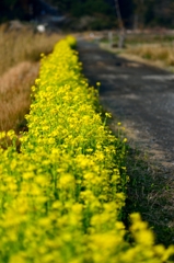 川沿いの土手に菜の花