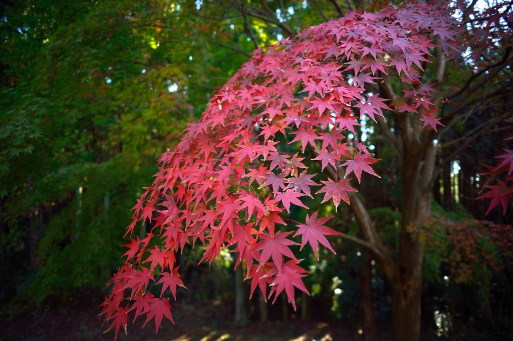 紅葉