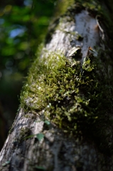 苔むす木