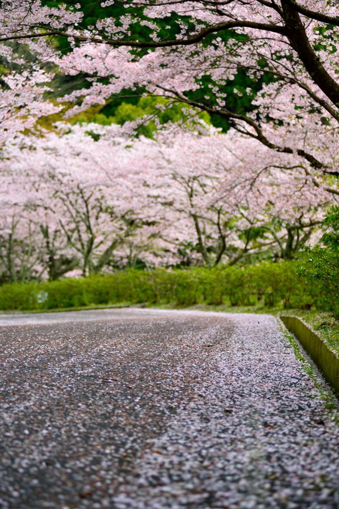 花びらの道