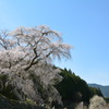 桜 080