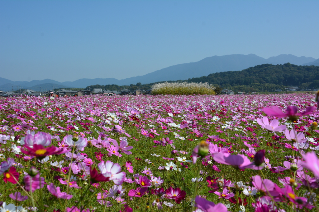 藤原宮跡のコスモス 009