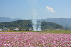 藤原宮跡のコスモス 064