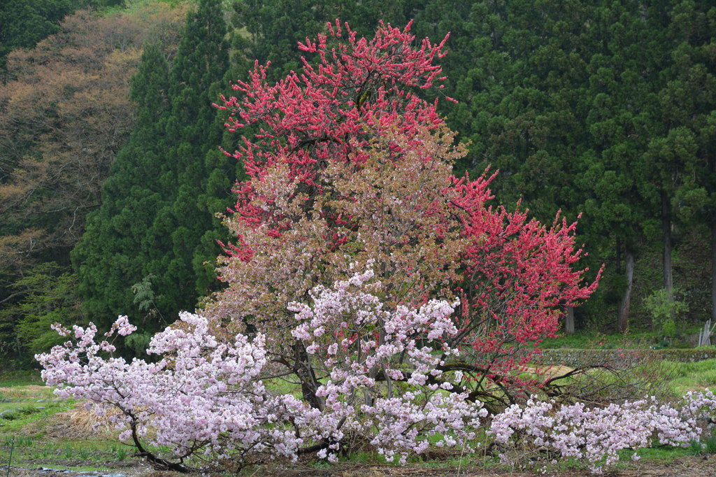 白川郷