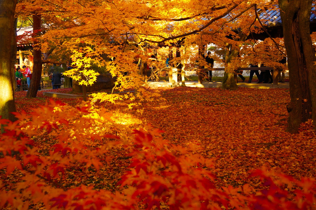 紅葉19