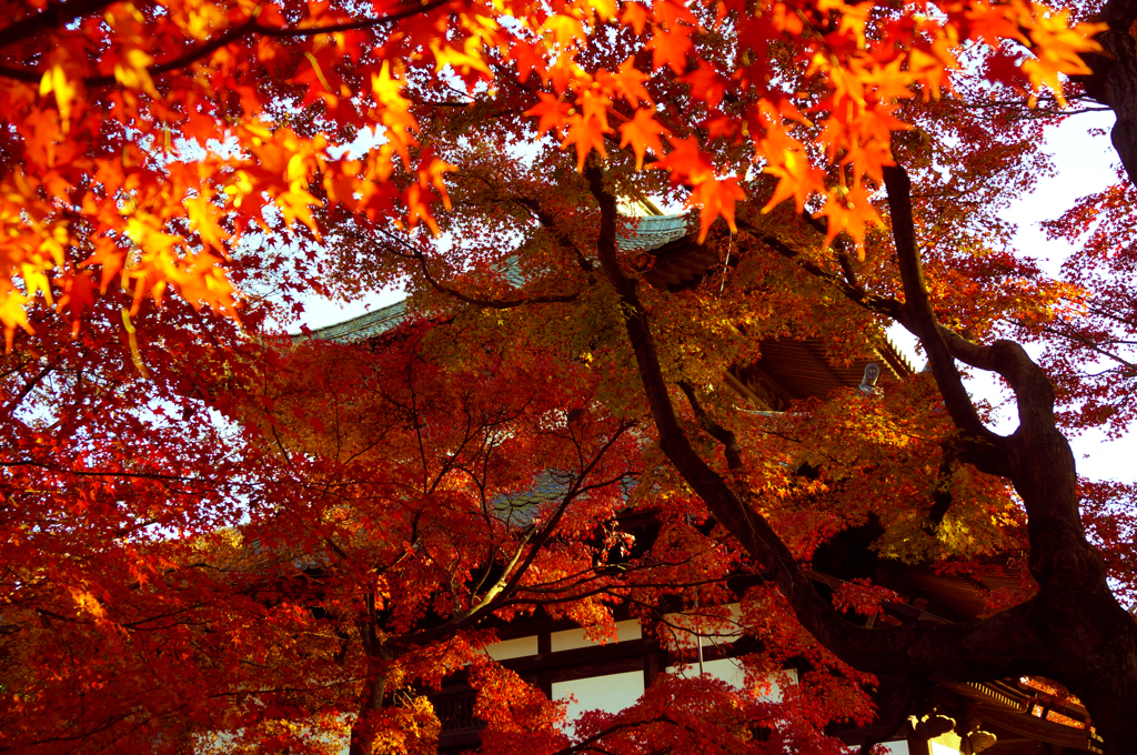 紅葉17