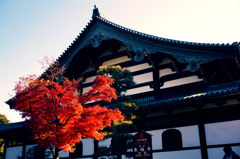 紅葉5