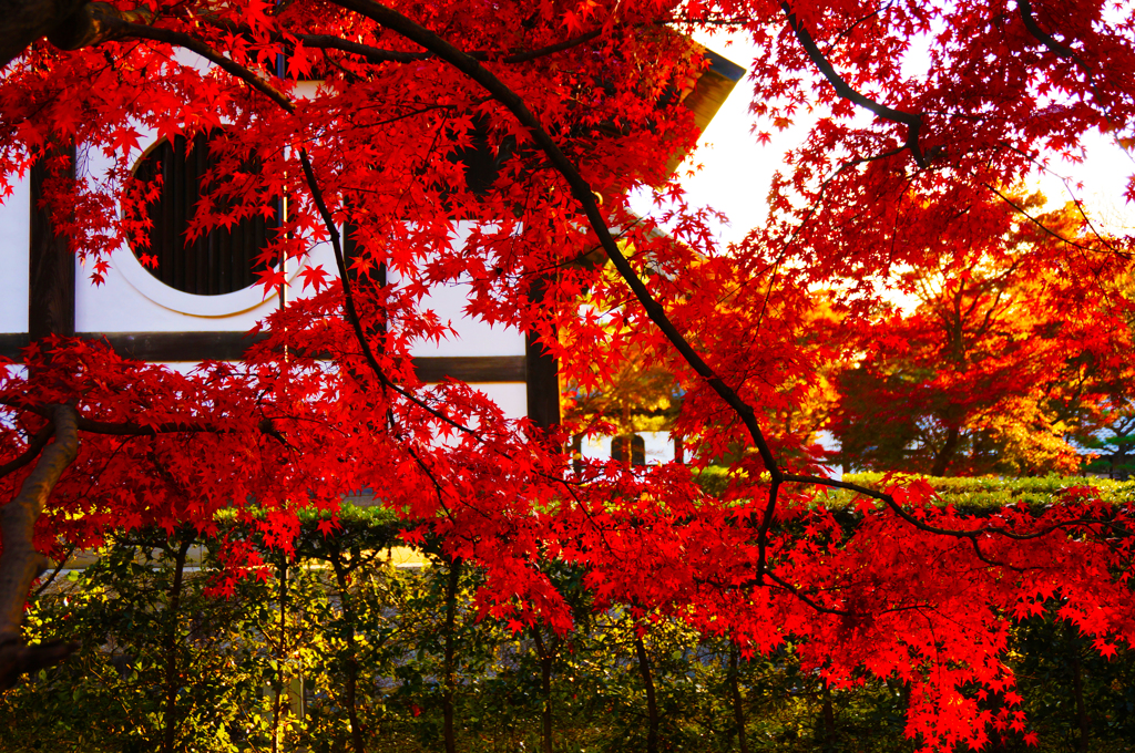 紅葉18