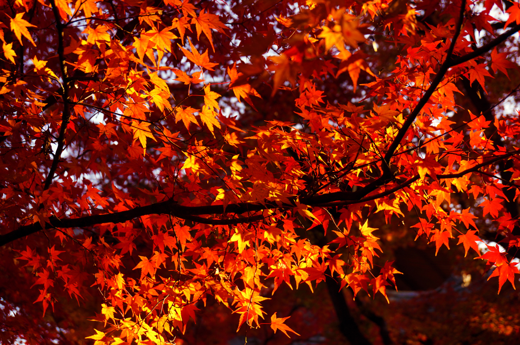 紅葉16