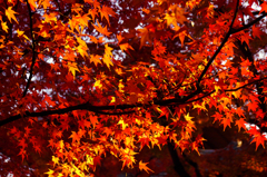 紅葉16