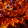 紅葉16
