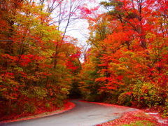 Maple Trees