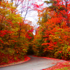 Maple Trees