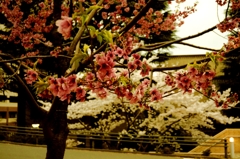 DSC01610