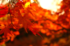紅葉14