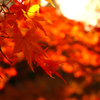 紅葉14