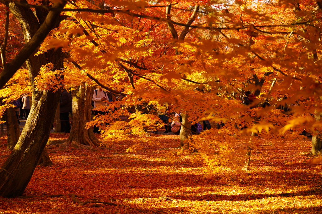 紅葉8